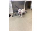 Adopt Gertrude a White American Pit Bull Terrier / Mixed dog in Fort Worth