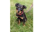 Adopt Rufus a Rottweiler / Mixed Breed (Medium) / Mixed dog in Walden