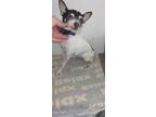 Adopt Amanda a Tricolor (Tan/Brown & Black & White) Toy Fox Terrier / Mixed dog