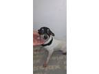 Adopt DeeDee a Tricolor (Tan/Brown & Black & White) Toy Fox Terrier / Mixed dog