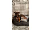 Adopt Pasta Roni a Boxer dog in Merrifield, VA (38946282)