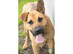 Adopt Hermes a Black American Pit Bull Terrier / German Shepherd Dog / Mixed dog