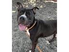 Adopt Badger (mcas) a American Pit Bull Terrier / Mixed dog in Troutdale