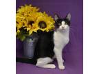 Adopt Tippi a Black & White or Tuxedo Domestic Shorthair / Mixed cat in