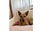 Adopt Belle -IN FOSTER a Tan/Yellow/Fawn Mixed Breed (Medium) / Mixed dog in