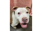 Adopt Robert a Pit Bull Terrier / Mixed dog in Lexington, KY (38959930)