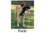 Adopt Peachy a Tan/Yellow/Fawn - with Black German Shepherd Dog / Mixed dog in