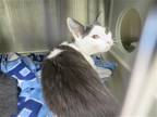 Adopt TACOMA a Gray or Blue Domestic Mediumhair / Mixed (medium coat) cat in