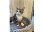 Adopt Reisling a Gray, Blue or Silver Tabby Domestic Shorthair / Mixed (short