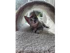 Adopt Moscato a Gray, Blue or Silver Tabby Domestic Shorthair / Mixed (short