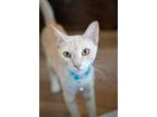 Adopt Elizabeth a Domestic Shorthair / Mixed (short coat) cat in Panama City