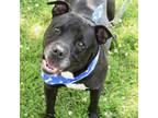 Adopt Kimbo a Black Pit Bull Terrier / Mixed dog in Riverwoods, IL (38959677)