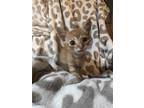 Adopt Boise a Orange or Red Tabby American Shorthair / Mixed cat in Washington