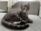 Adopt Julie a Brown Tabby American Shorthair / Mixed cat in Washington