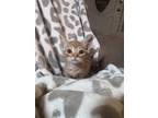 Adopt Denver a Orange or Red Tabby American Shorthair / Mixed (short coat) cat