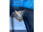 Adopt Roo a Brown Tabby Domestic Shorthair / Mixed (short coat) cat in Naples