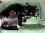 Adopt Roxy a Black & White or Tuxedo American Shorthair / Mixed cat in