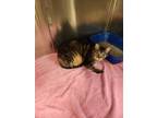 Adopt Ozzy a Brown or Chocolate Domestic Shorthair / Domestic Shorthair / Mixed