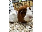 Adopt Big Mama a Orange Guinea Pig / Mixed small animal in Maumee, OH (38958967)