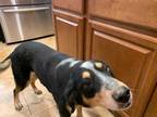 Adopt Minhr a Tricolor (Tan/Brown & Black & White) Australian Cattle Dog /