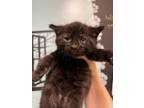Adopt Luna a All Black Domestic Mediumhair / Domestic Shorthair / Mixed cat in