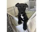 Adopt Tawny a Black Mixed Breed (Large) / Mixed dog in Kansas City
