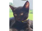 Adopt McVie a All Black Domestic Shorthair / Domestic Shorthair / Mixed (short