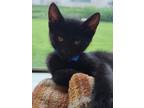 Adopt Buckingham a All Black Domestic Shorthair / Domestic Shorthair / Mixed cat