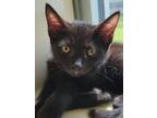 Adopt Fleetwood a All Black Domestic Shorthair / Domestic Shorthair / Mixed cat