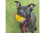 Adopt Bearzi a Black Retriever (Unknown Type) / Mixed dog in Largo