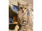 Adopt Socks a Brown Tabby Domestic Shorthair / Mixed cat in Kennesaw