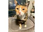 Adopt Cucumber a Calico or Dilute Calico Calico / Mixed cat in Kennesaw
