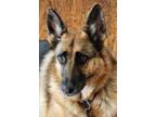 Adopt Delilah a Tan/Yellow/Fawn - with White German Shepherd Dog / Mixed dog in