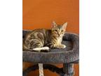 Adopt Stimpy a Brown Tabby Domestic Shorthair / Mixed cat in Land O Lakes