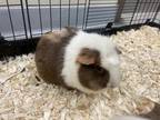 Adopt Sky a Brown or Chocolate Guinea Pig / Mixed small animal in Maumee