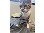 Adopt Lacey a White Domestic Shorthair / Domestic Shorthair / Mixed cat in