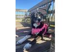 Adopt Botas a Black Mixed Breed (Large) / Mixed dog in Chamblee, GA (38934937)