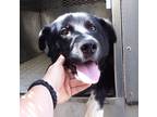 Adopt Marty a Border Collie / Mixed dog in Birmingham, AL (38958099)