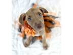 Adopt Ana a Brown/Chocolate Labrador Retriever / Mixed dog in Picayune