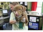 Adopt Ada a Tan/Yellow/Fawn Labrador Retriever / Mixed dog in Picayune