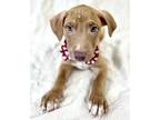 Adopt Ares a Tan/Yellow/Fawn Labrador Retriever / Mixed dog in Picayune