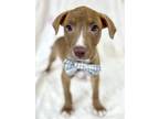 Adopt Ace a Tan/Yellow/Fawn Labrador Retriever / Mixed dog in Picayune