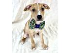 Adopt Adam a Tan/Yellow/Fawn Labrador Retriever / Mixed dog in Picayune