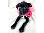 Adopt Alivia a Black Labrador Retriever / Mixed dog in Picayune, MS (38958028)