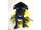 Adopt Abby a Black Labrador Retriever / Mixed dog in Picayune, MS (38958027)