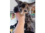 Adopt 23-888C a All Black Domestic Longhair / Domestic Shorthair / Mixed cat in