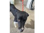 Adopt Ellie Mae a Black Border Collie / Mixed dog in Fort Worth, TX (38957918)