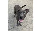 Adopt Marbles - In Foster a Gray/Blue/Silver/Salt & Pepper Mixed Breed (Large) /
