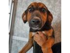 Adopt Martin a Mixed Breed (Medium) / Mixed dog in Rancho Santa Fe