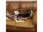 Adopt Curlee & Karmel a White - with Tan, Yellow or Fawn Hound (Unknown Type) /